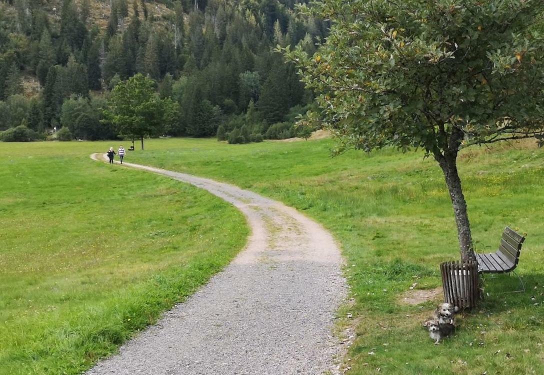 Ferienwohnung B2 Albmatte-FEWO Menzenschwand-Hinterdorf Exterior foto