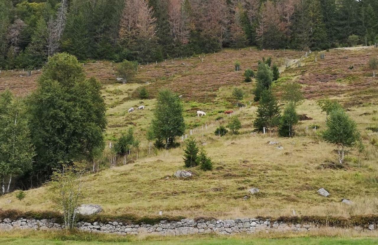 Ferienwohnung B2 Albmatte-FEWO Menzenschwand-Hinterdorf Exterior foto